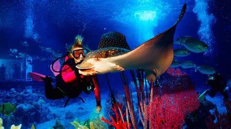 Aqua tour - Turks Aqua Adventures, Providenciales, Turks And Caicos Islands. 803 likes. The premier non-motorized tour and rental company in Providenciales, Turks...